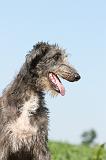 DEERHOUND 009